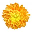 Chrysanthemum - 1