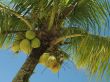 Coconut tree - 1