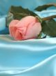 Pink rose on blue satin