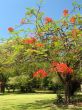 Royal Poinciana in bloom - 2