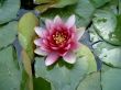 Water lily