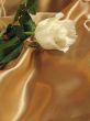 White rose on gold satin