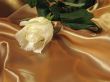 White rose on gold satin