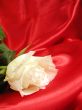 White rose on red satin
