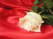 White rose on red satin
