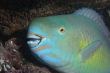 parrotfish wants to sleep