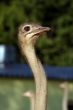 ostriches