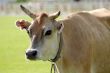 The cow on a meadow