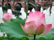 water lily