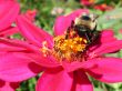 bee on pink flower