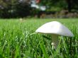 White mushroom