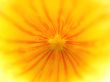 Yellow flower interior