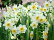 Daffodils