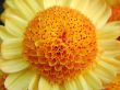 yellow daisy