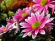 pink daisy