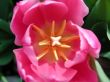 tulip  interior