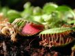 Venus fly trap