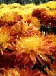 chrysanthemum
