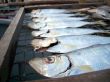 salty dried fish
