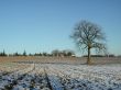 Lonely tree in the farmland