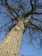 Lonely tree