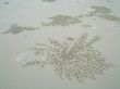 beach pattern