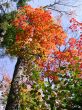 maple colors