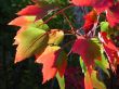 Maple leaves
