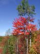 Autumn Colors