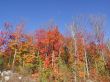 Autumn Colors