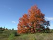 Maple Colors