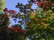 Autumn Colors