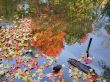 Autumn Colors