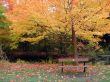 Autumn Colors