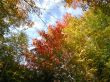 Autumn Colors