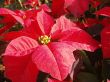 poinsettia