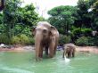 Jungle elephant