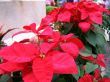 poinsettia