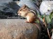 chipmunk