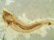 Fossil Fish