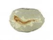 Fossil Fish