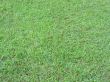 Background of green grass