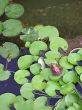 frog sitting on the leave (vertical)