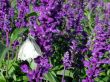 white butterfly in purple flowers