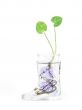 Plant in water