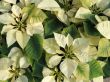 Yellow poinsettia background