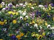 Field of Pansy