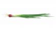A bundle of green onion