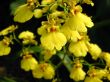 Yellow dancing lady orchid