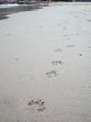 Paw prints on the beach